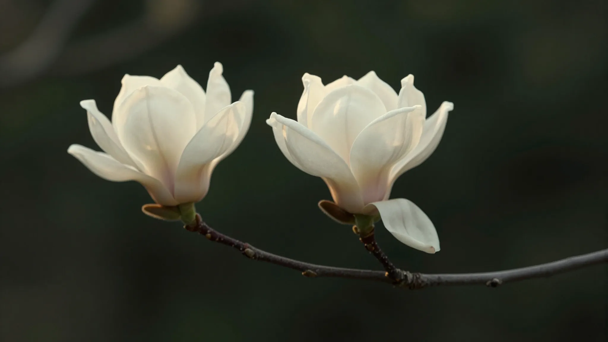 Deux fleurs de magnolia blanches sur une branche, dans une lumière sombre